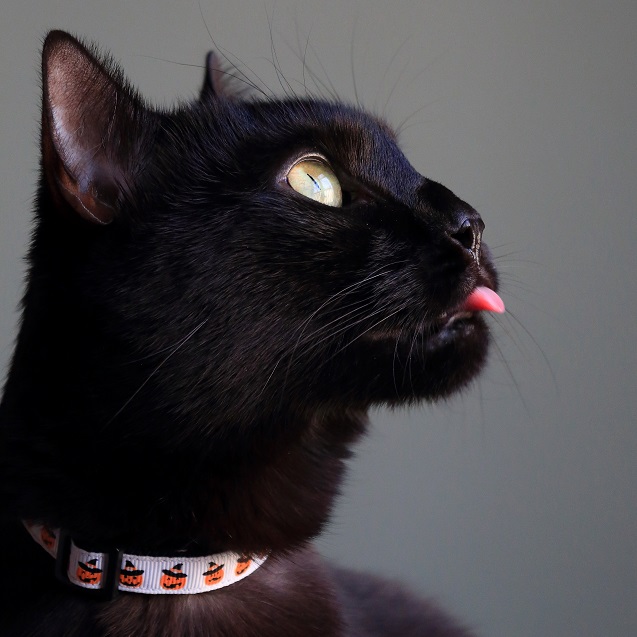 Giecooh Halloween Cat Collar 2-Pack With Bells & Charms - Breakaway Safety Buckle - View #5